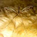 Dragonfly on sheepskin