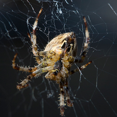 Spider sitting in her web