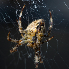 Spider sitting in her web Spider sitting in her web