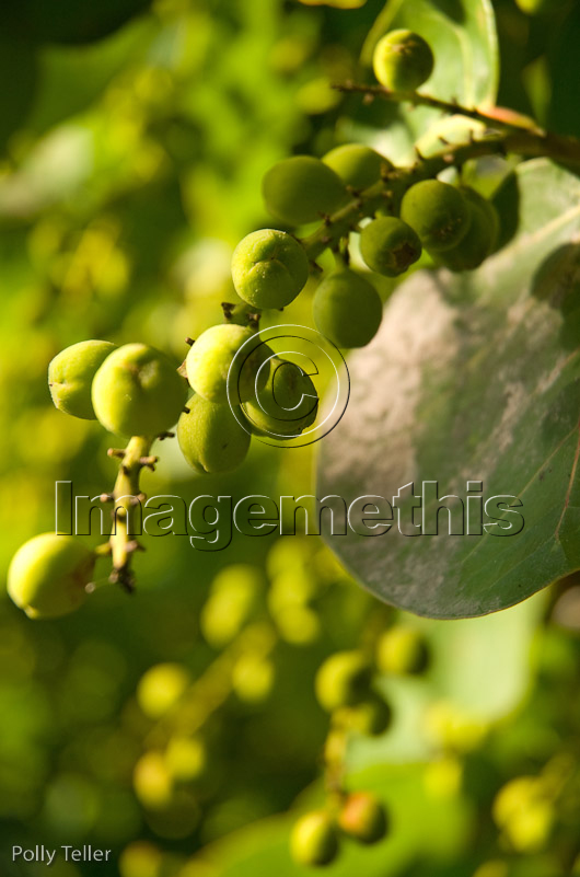 Green seed pods close