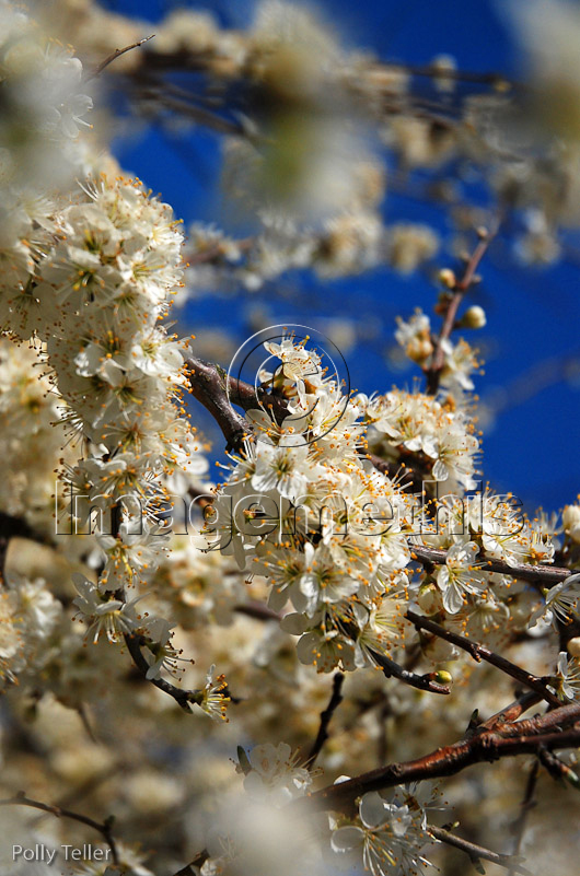 Keyhaven apple blossom focus