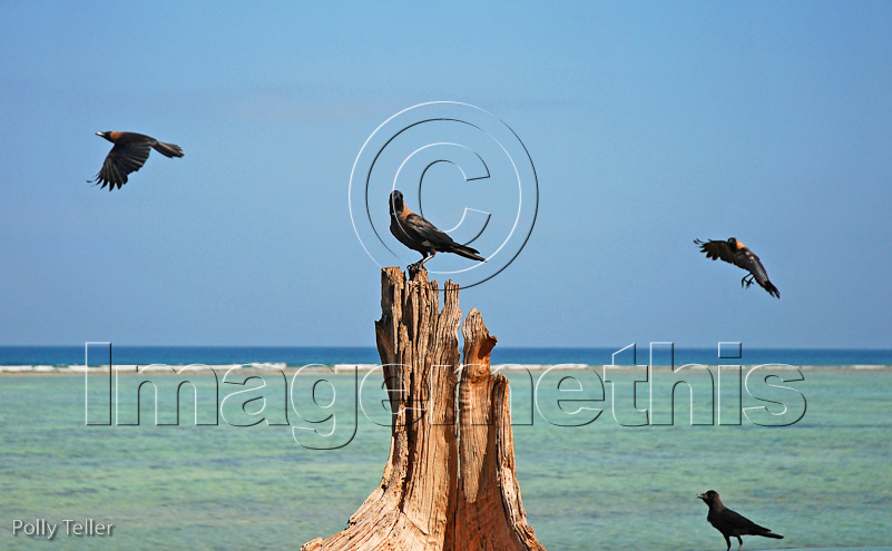 Matemwe Bungalow birds