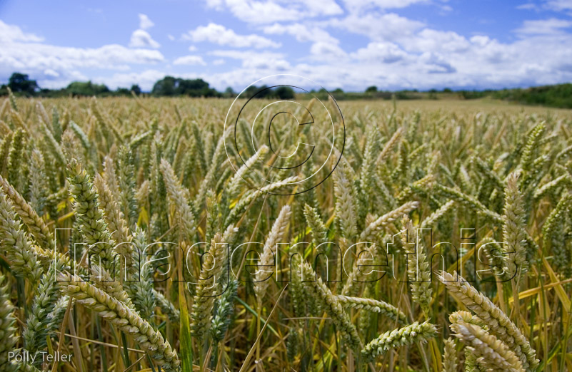 Prestwold Hall Wheat Field