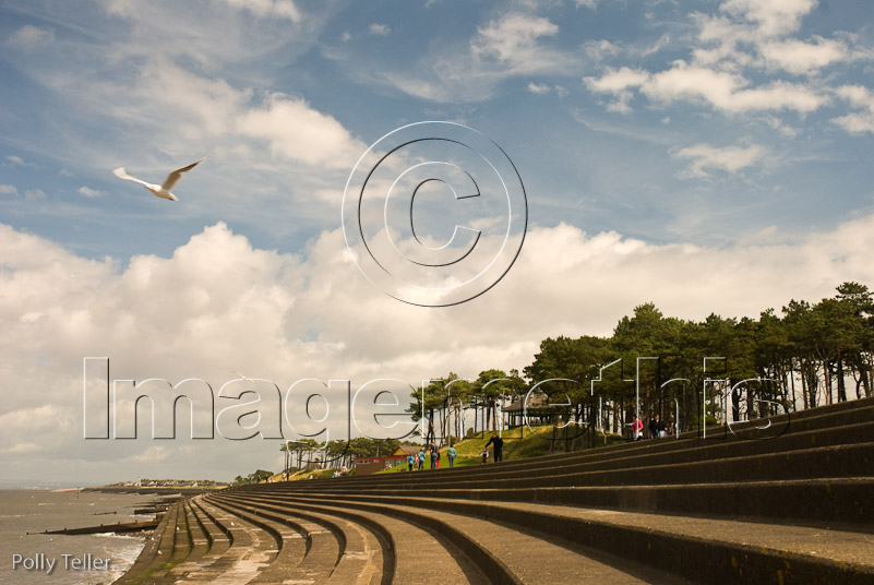 Silloth seagull