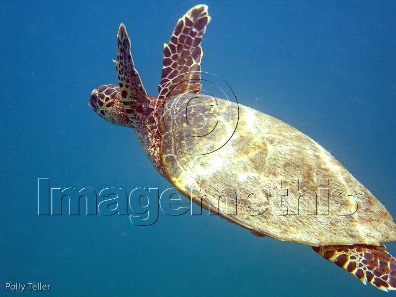 Turtle
