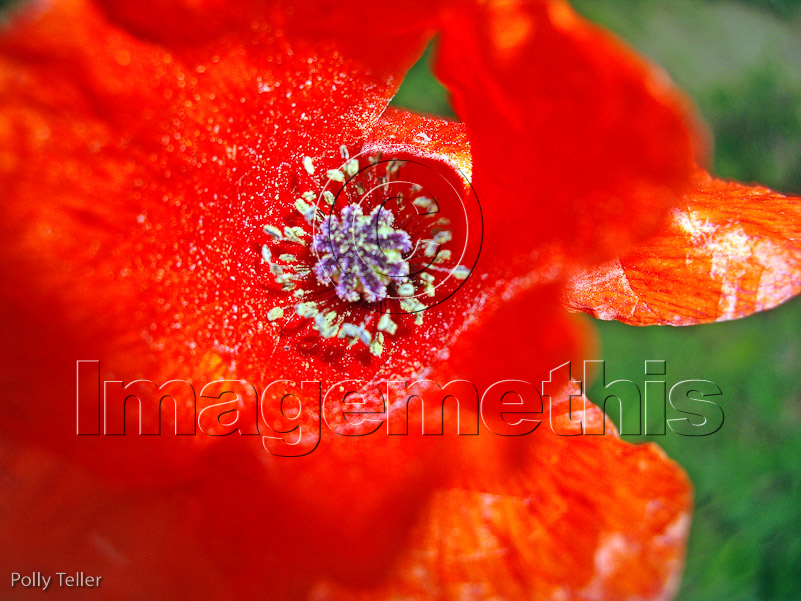 North Norfolk poppy close