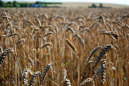 Ashwell Wheat field