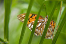Butterfly behind fronds