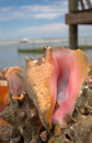 Conch Shell Harbour Island