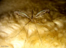 Dragonfly on sheepskin