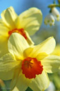 Exbury Gardens daffodil & snowdrop