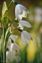 Exbury Gardens snowdrops