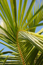 Fumba palm fronds curve