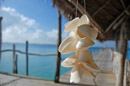 Fundu Lagoon shells & jetty