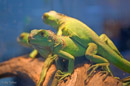 Green lizards Muscat