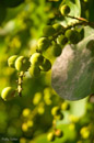 Green seed pods close