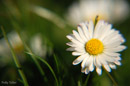 Hurst castle daisy & grass close