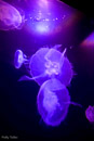 Jellyfish Atlantis