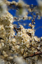 Keyhaven apple blossom focus