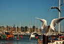 Lymington harbour gulls