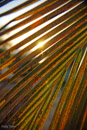 Manta Palm frond sunset