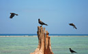 Matemwe Bungalow birds