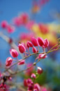 Matemwe honeysuckle