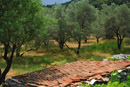 Saplunara olive grove tiles