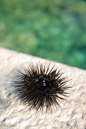 Sea urchin & sea Saplunara Mljet