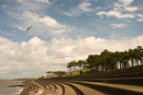 Silloth seagull