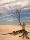 The Tree Harbour island portrait