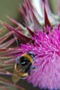 Bee pink thistle mljet