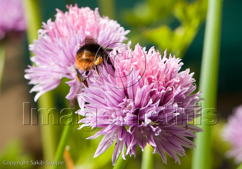 Bee and nectar