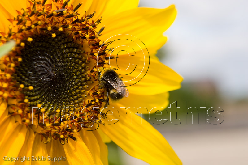 A bee enjoying a sunflower