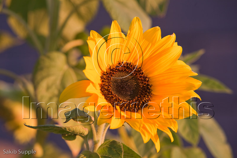 Sunflower on a sunny day