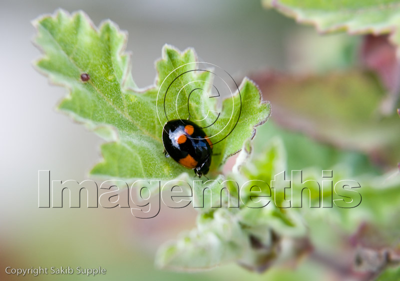 A domestic British 2-spot ladybird resting on a leaf