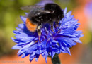 A bee collecting pollen on a flower