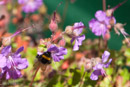 Bee on a geranium flower