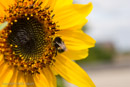 A bee enjoying a sunflower