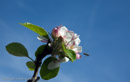 Insect visiting apple blossom