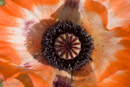 Poppy and pollen