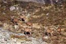 Red deer near Glenuaig Lodge