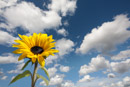 Sunflower and cloudy sky